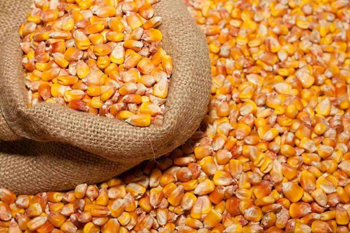 بذر ذرت مزرعه سبز شاه جهان در جوین